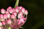 Swamp milkweed